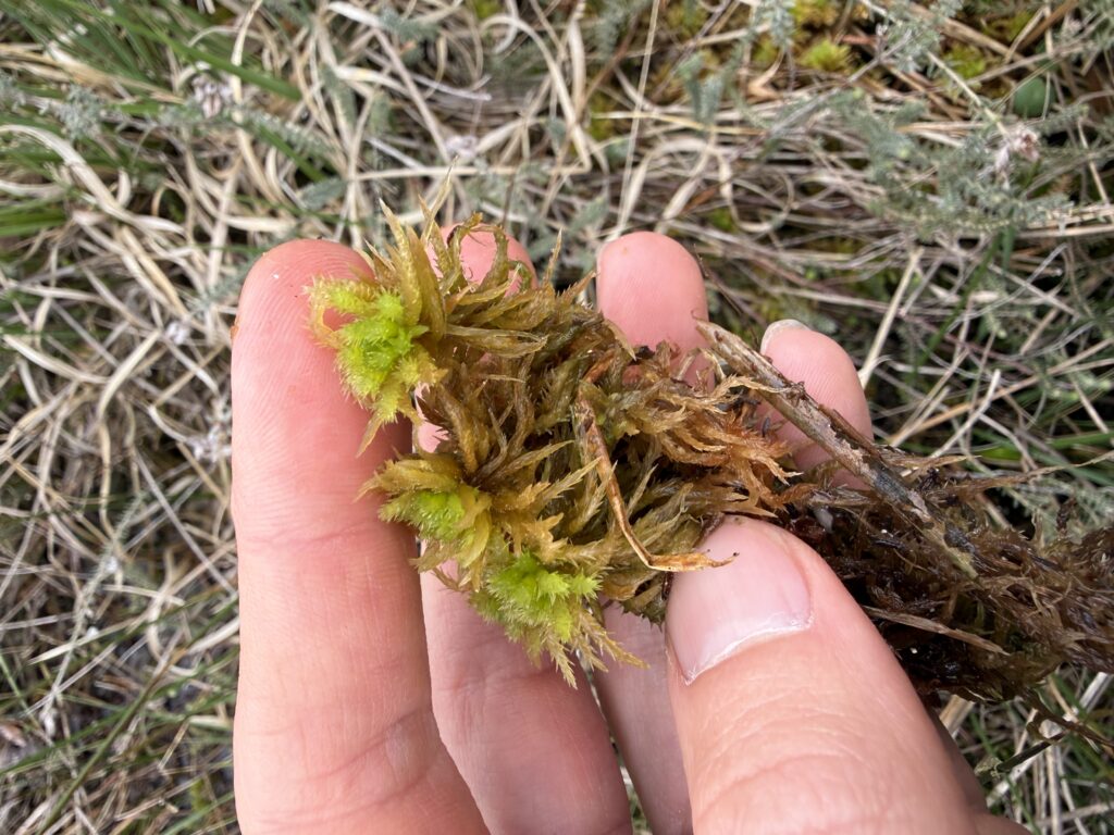 Sphagnum squarrosum
