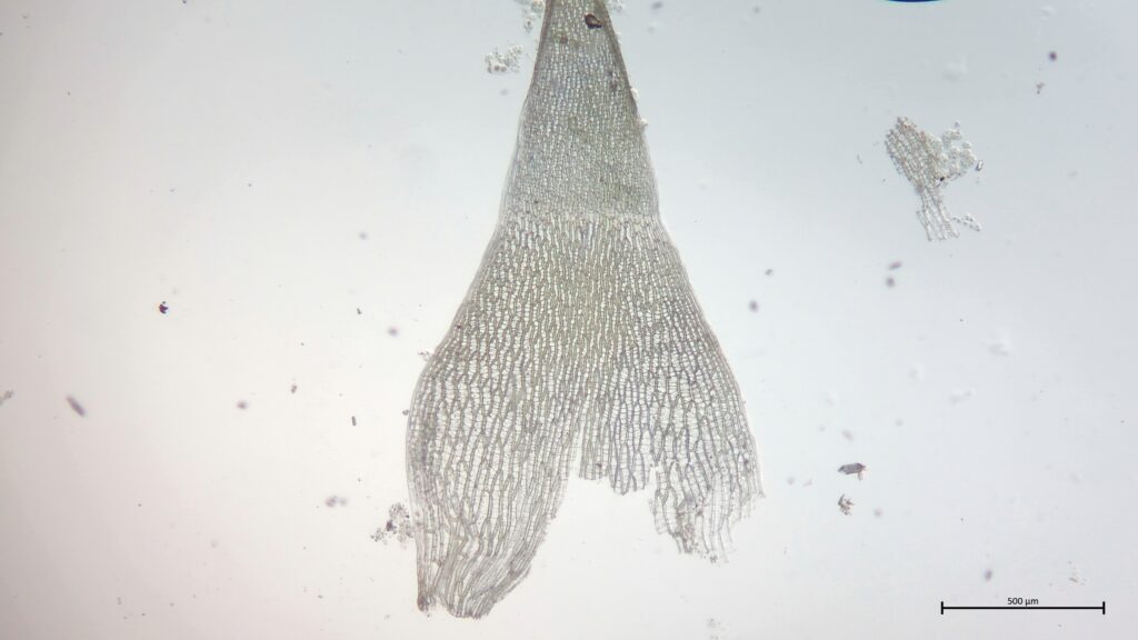 Astblatt von Sphagnum squarrosum