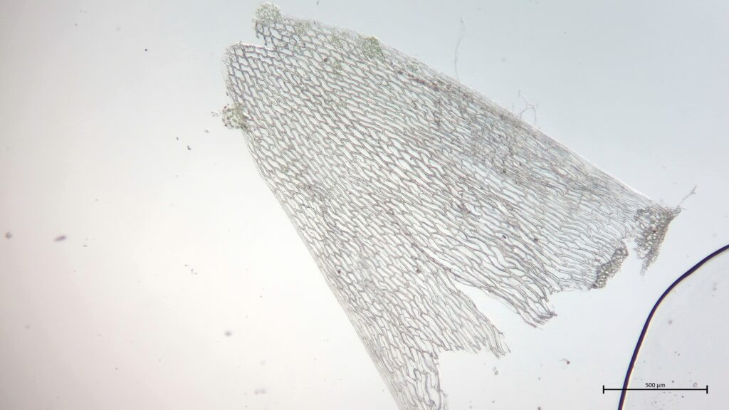 Stammblatt von Sphagnum squarrosum