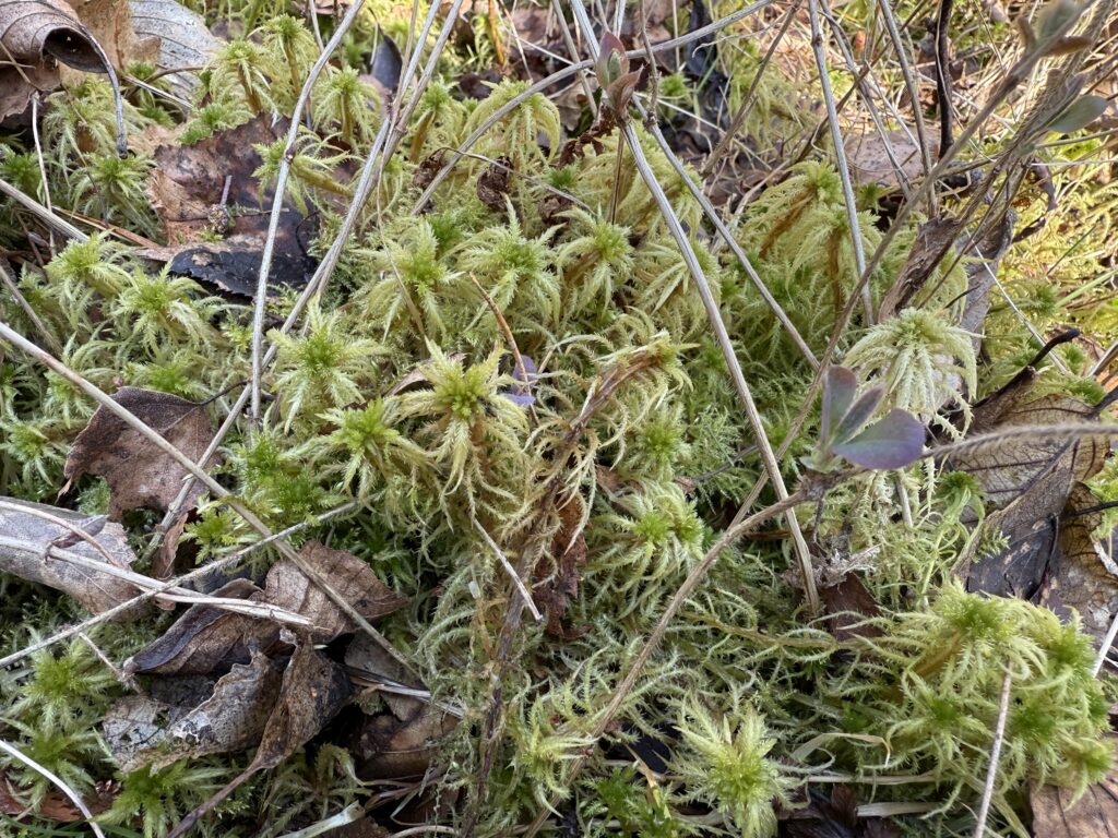 Sphagnum squarrosum