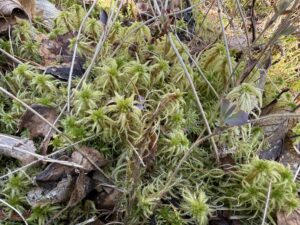 Sphagnum squarrosum