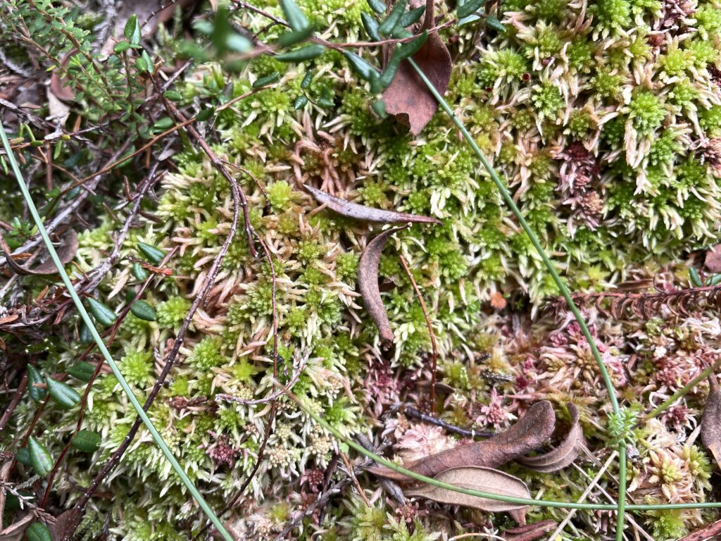 Sphagnum subnitens