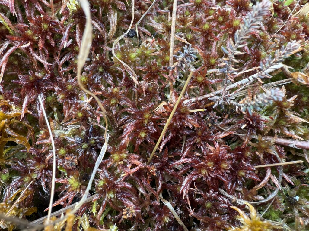 Sphagnum subnitens