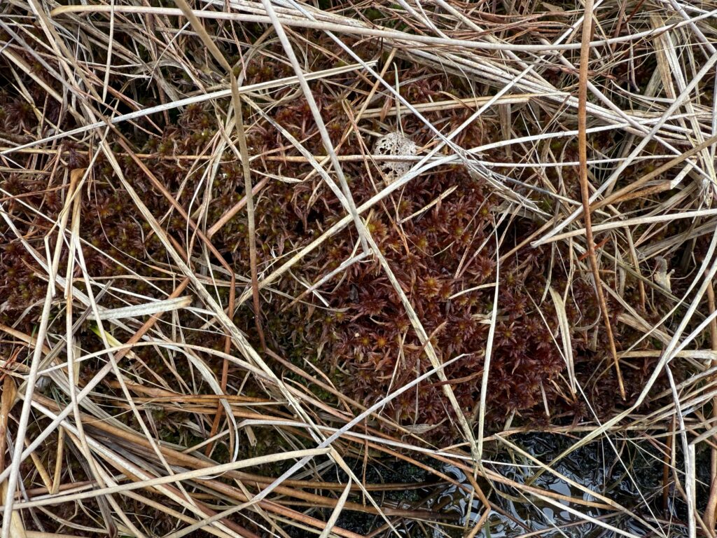 Sphagnum subnitens