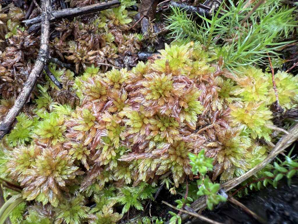 Sphagnum subnitens