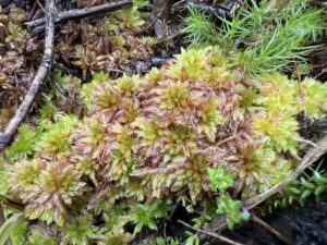 Sphagnum subnitens