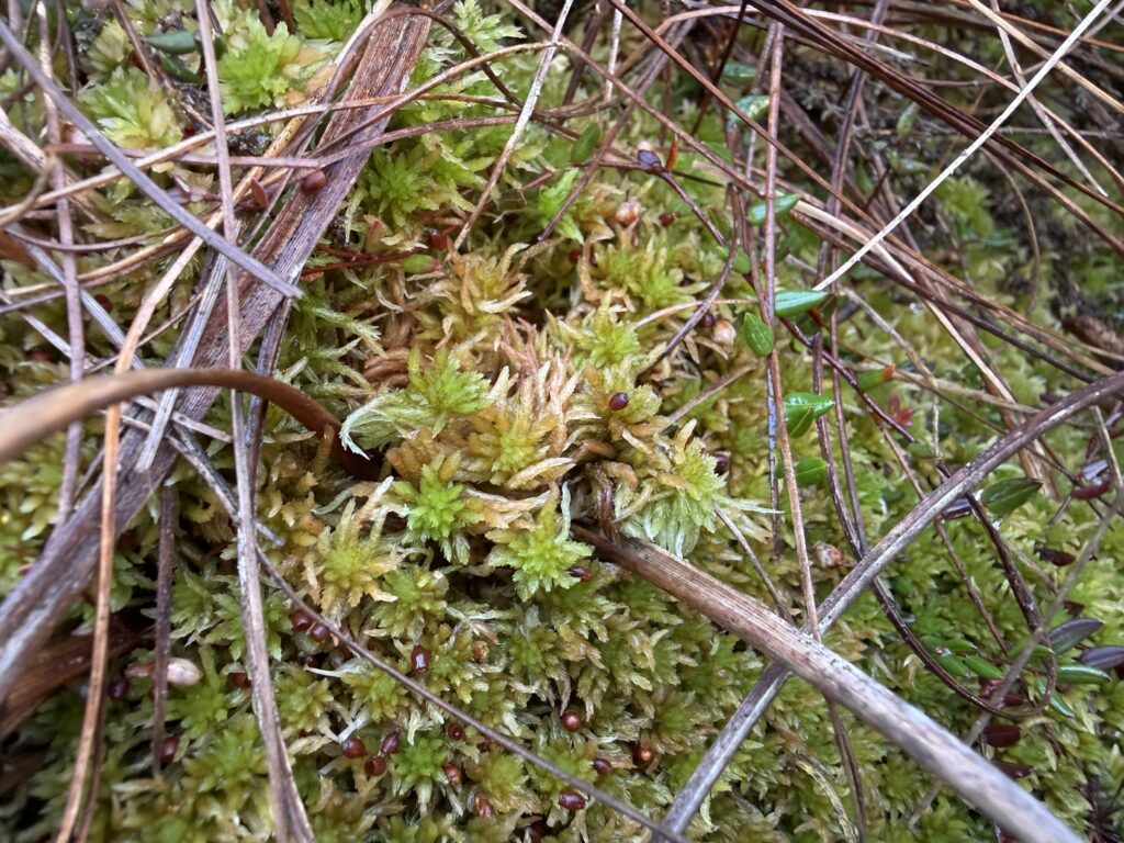 Sphagnum subnitens