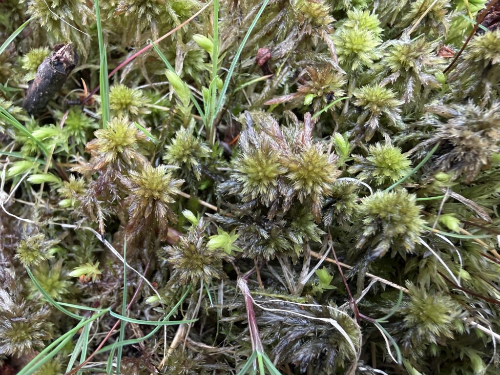 Sphagnum subnitens