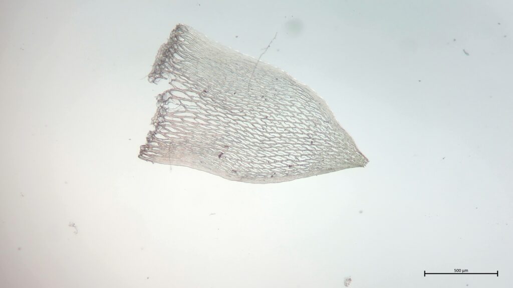 Stammblatt von Sphagnum subnitens