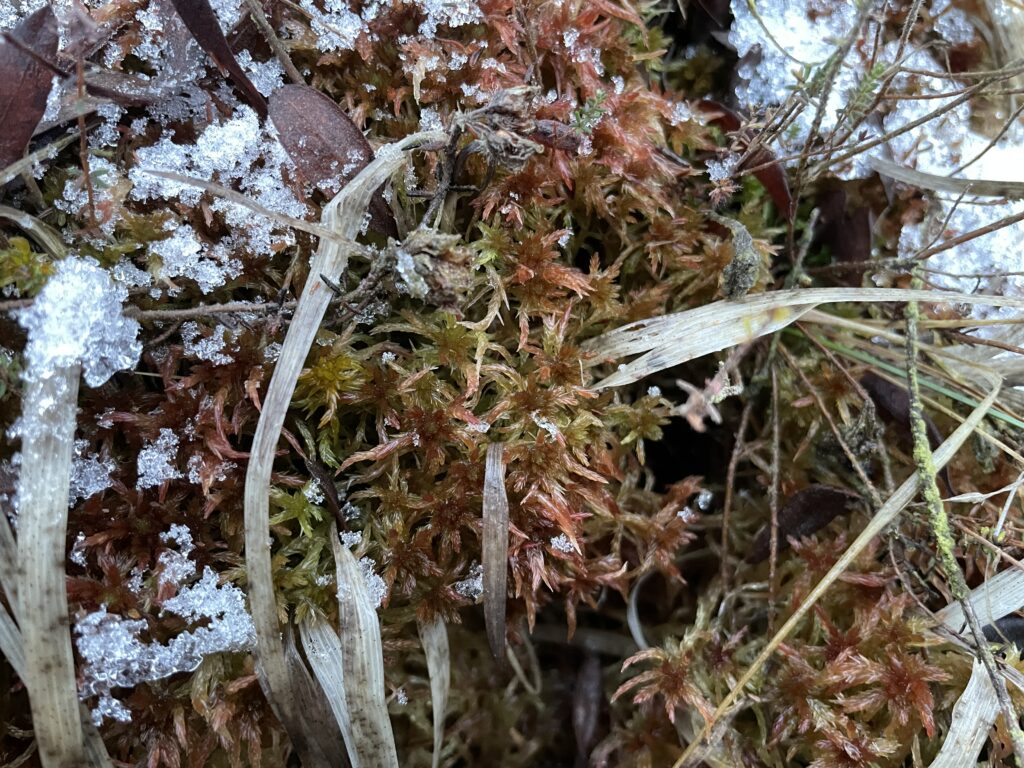 Sphagnum subnitens