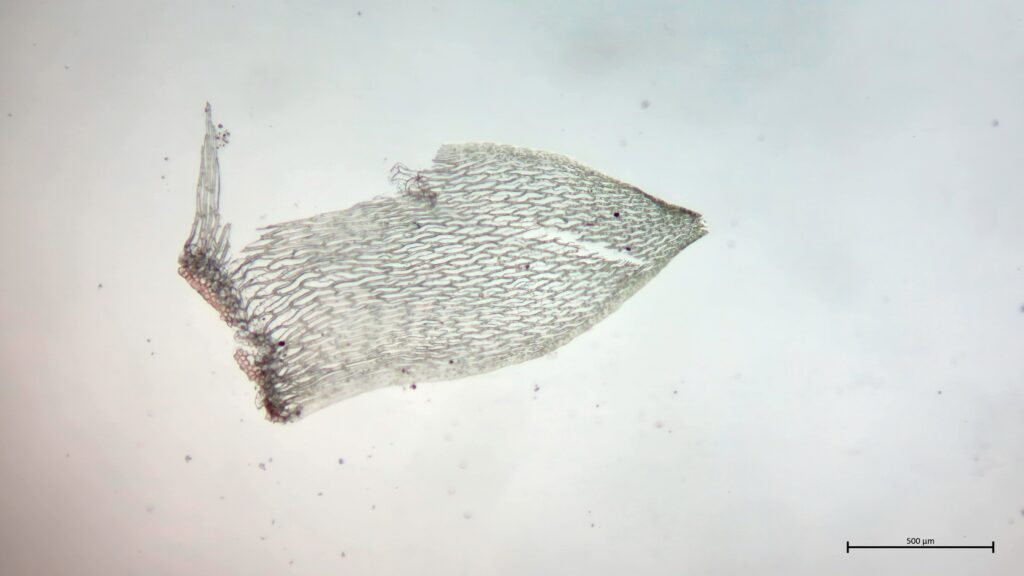 Stammblatt von Sphagnum subnitens