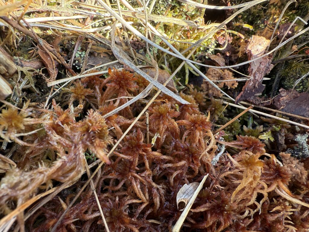 Sphagnum subnitens