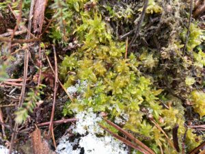 Sphagnum tenellum