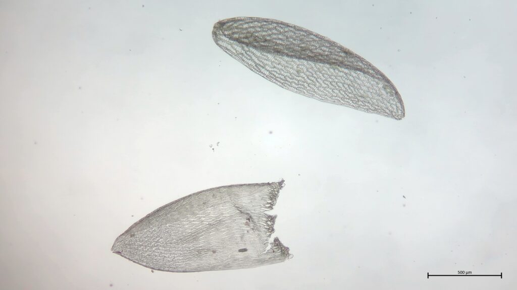 Ast- und Stammblatt von Sphagnum tenellum