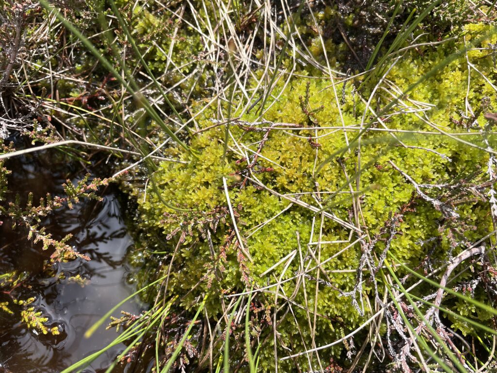 Sphagnum tenellum