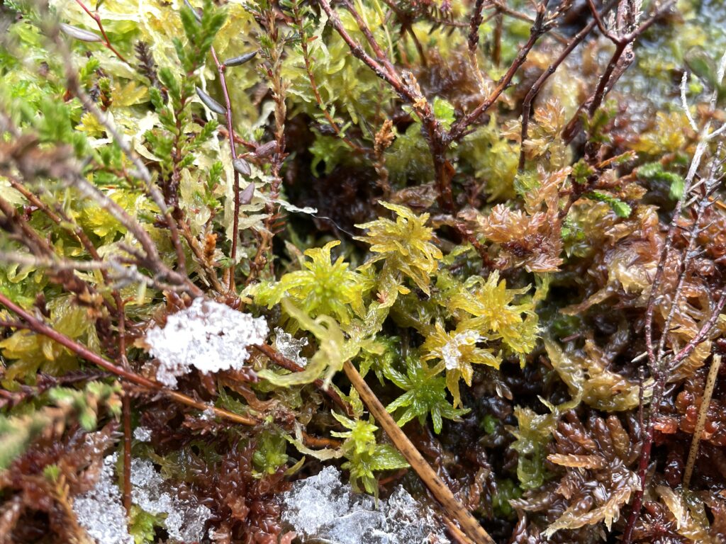 Sphagnum tenellum