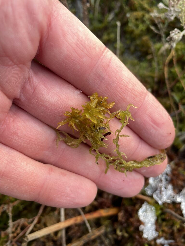 Sphagnum tenellum