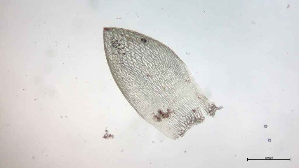 Stammblatt von Sphagnum tenellum