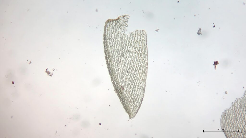 Astblatt von Sphagnum tenellum