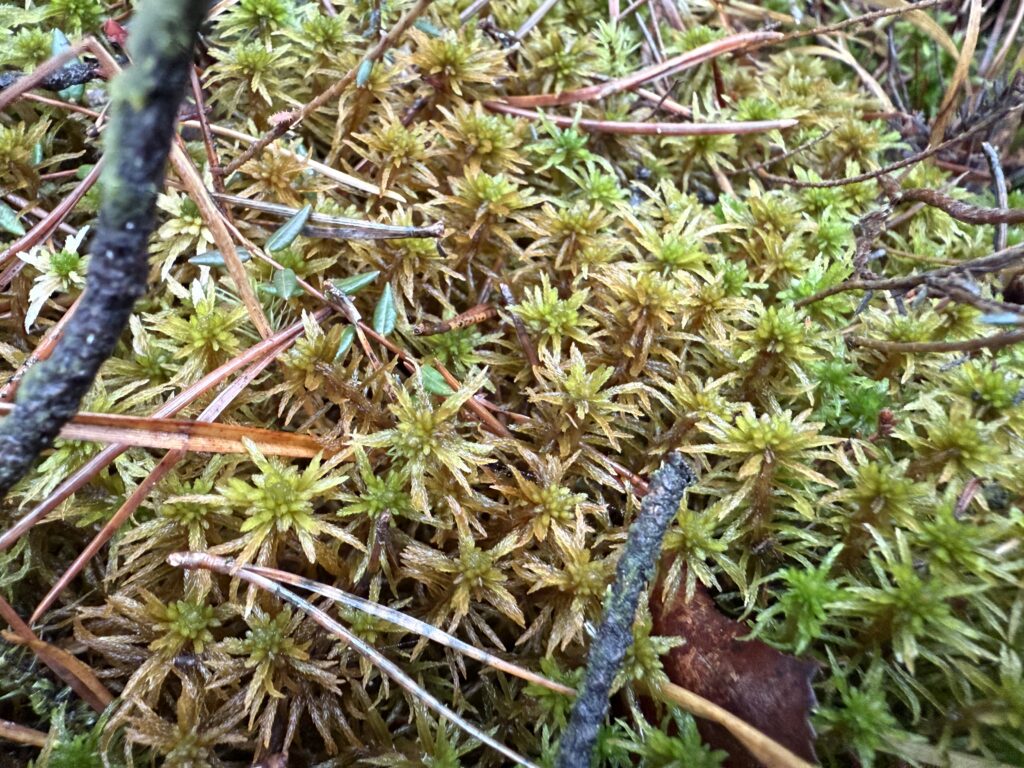 Sphagnum teres