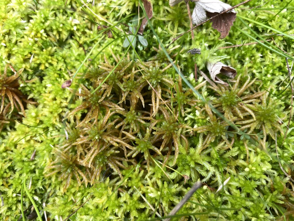 Sphagnum teres