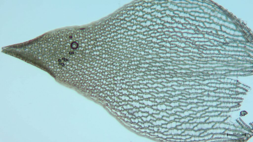 Astblatt von Sphagnum teres