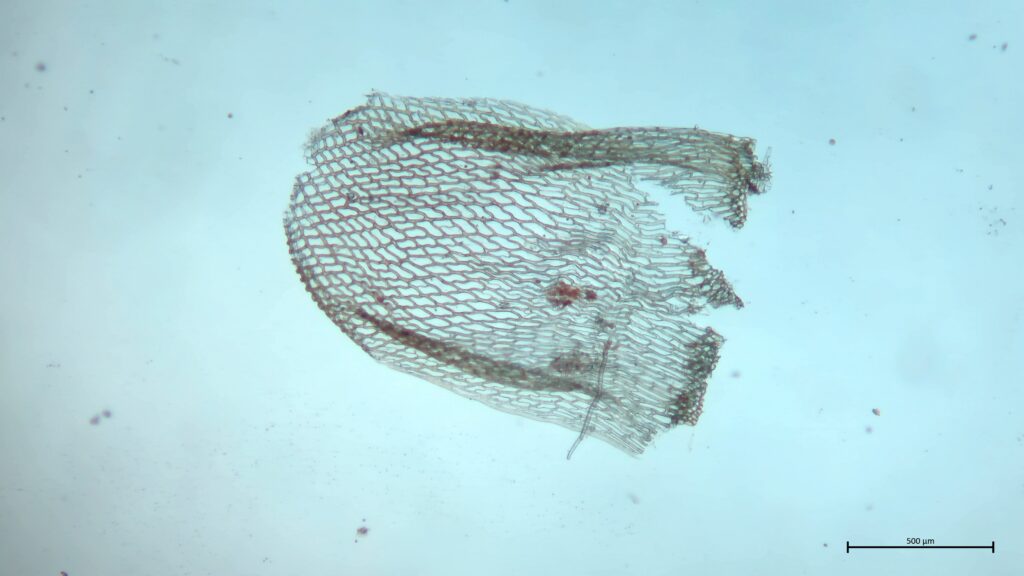 Stammblatt von Sphagnum teres