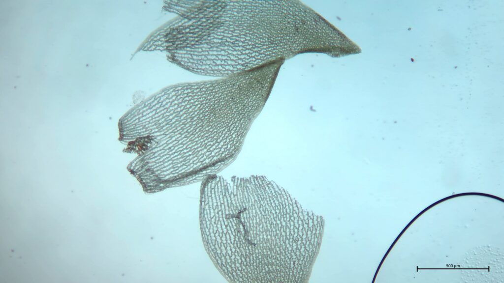 Astblatt von Sphagnum teres