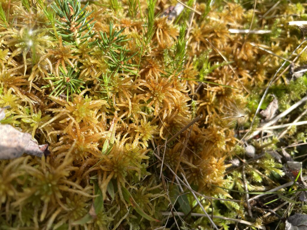 Sphagnum teres