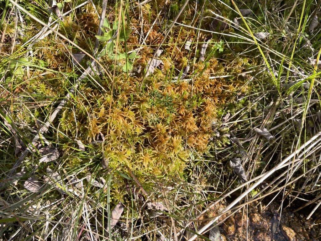 Sphagnum teres