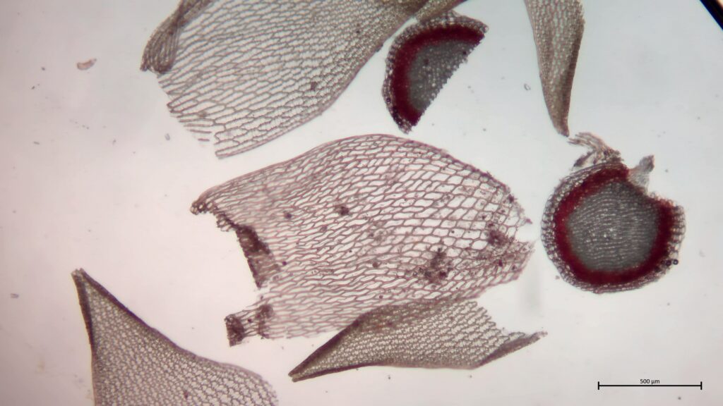 Stamm-, Astblatt und Stammquerschnitt von Sphagnum teres