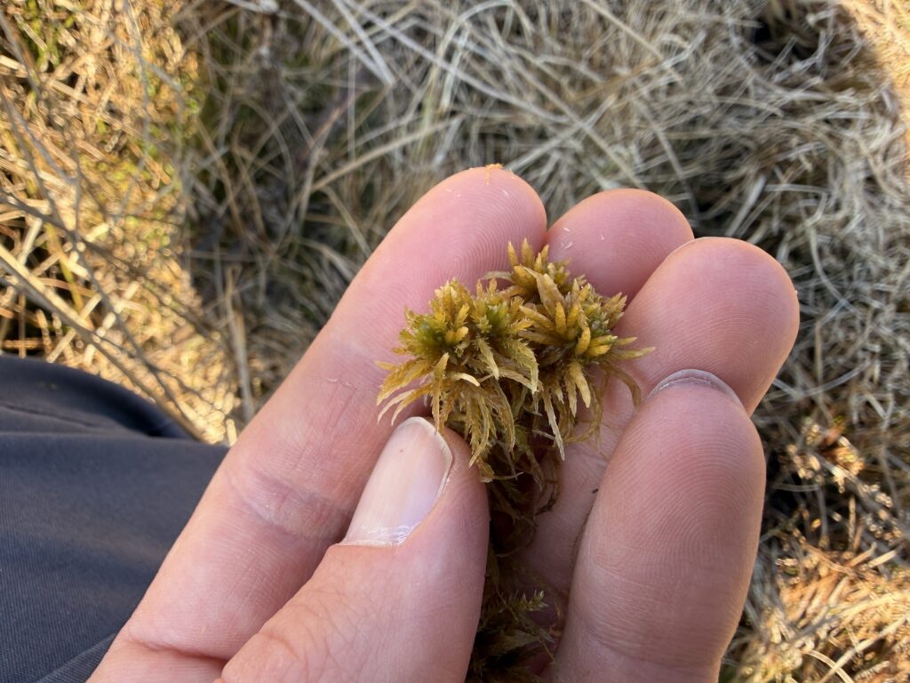 Sphagnum teres