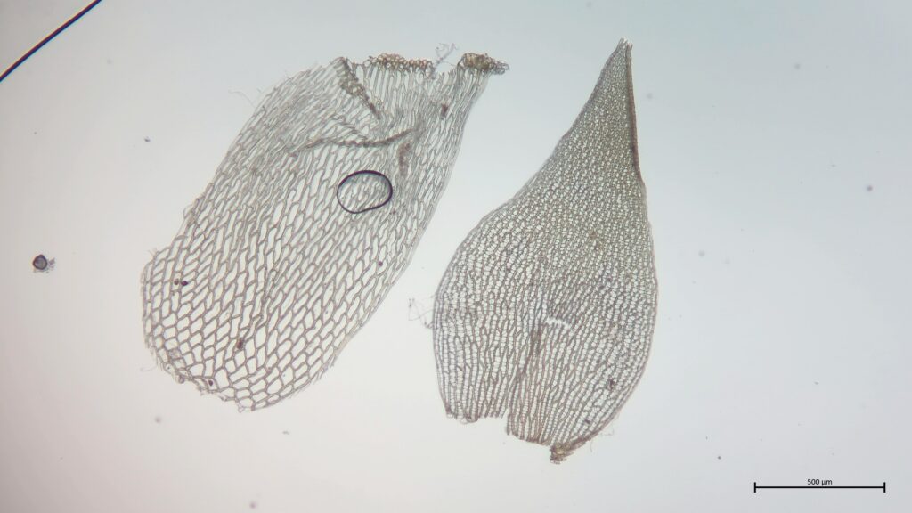 Stamm- und Astblatt von Sphagnum teres