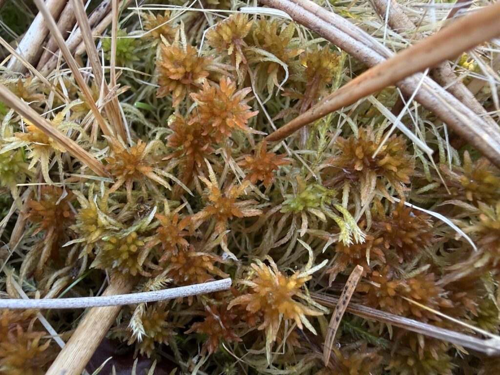 Sphagnum teres