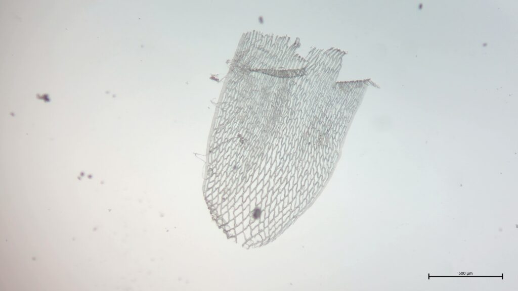 Stammblatt von Sphagnum teres