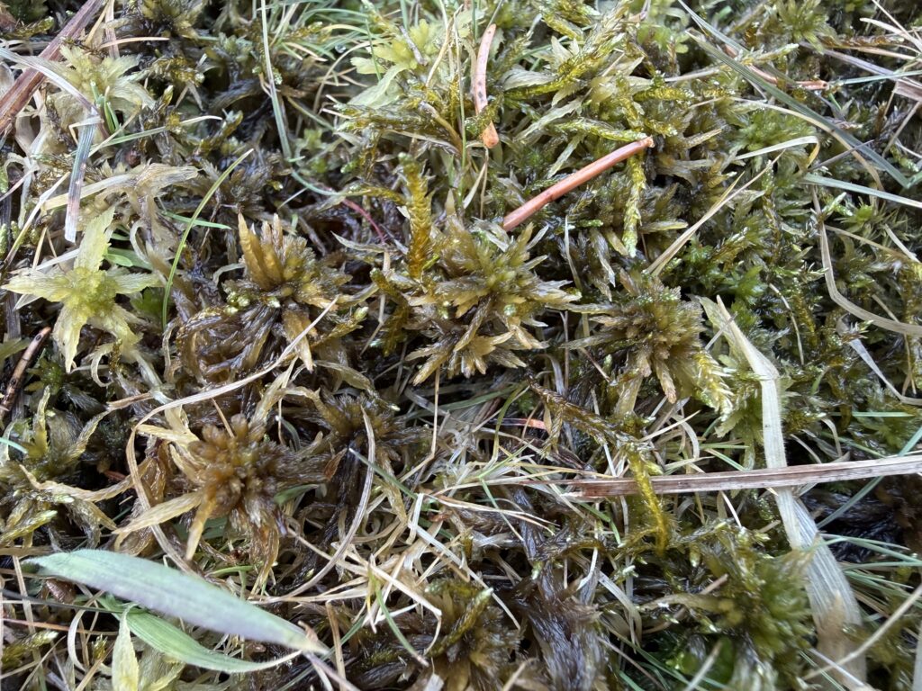 Sphagnum teres