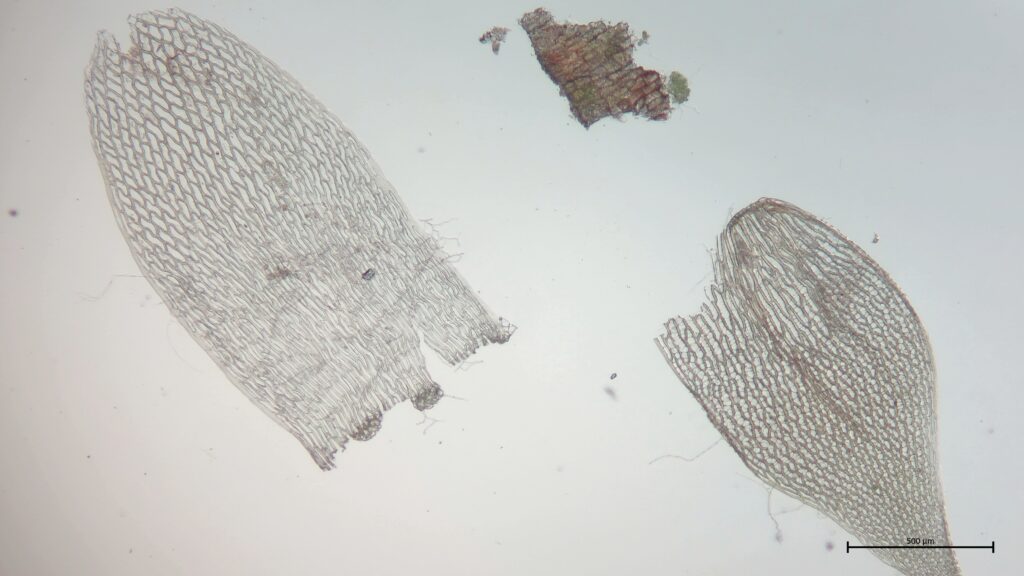 Stamm- und Astblatt von Sphagnum teres