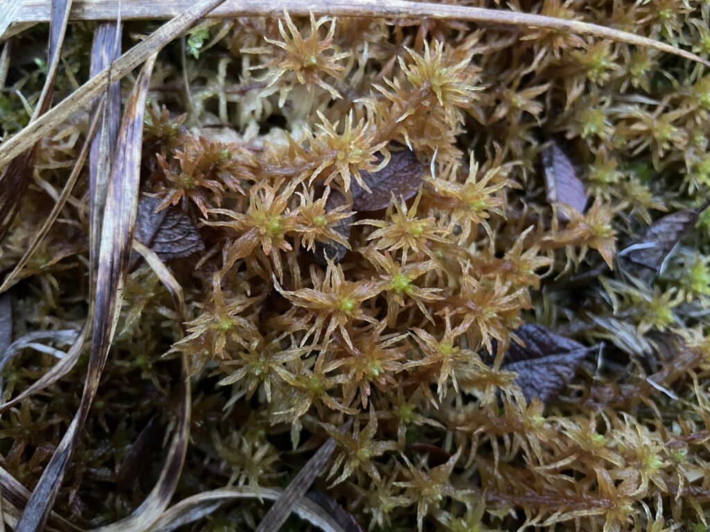 Sphagnum teres