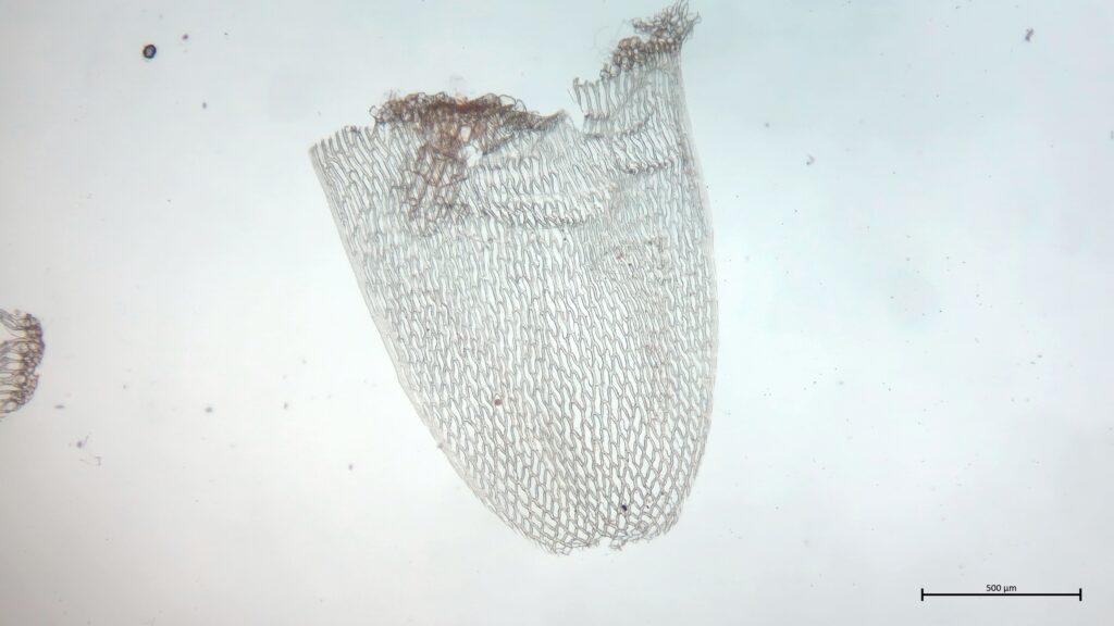 Stammblatt von Sphagnum teres