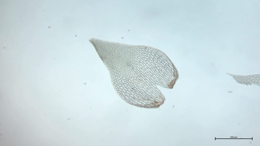 Astblatt von Sphagnum teres