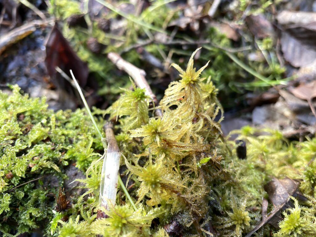 Sphagnum teres