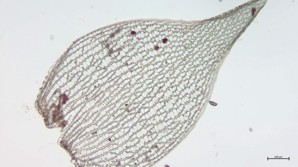 Astblatt von Sphagnum teres