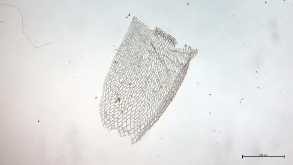 Stammblatt von Sphagnum teres
