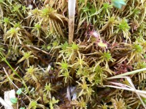 Sphagnum teres