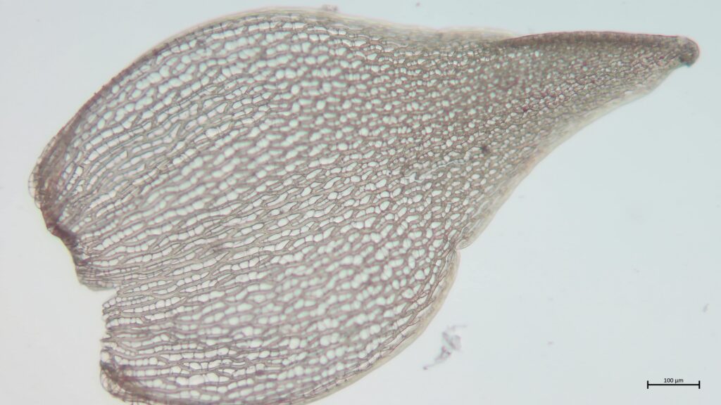 Astblatt von Sphagnum teres