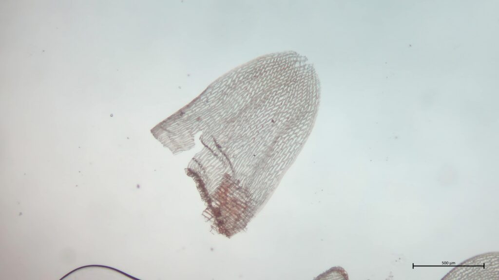 Stammblatt von Sphagnum teres
