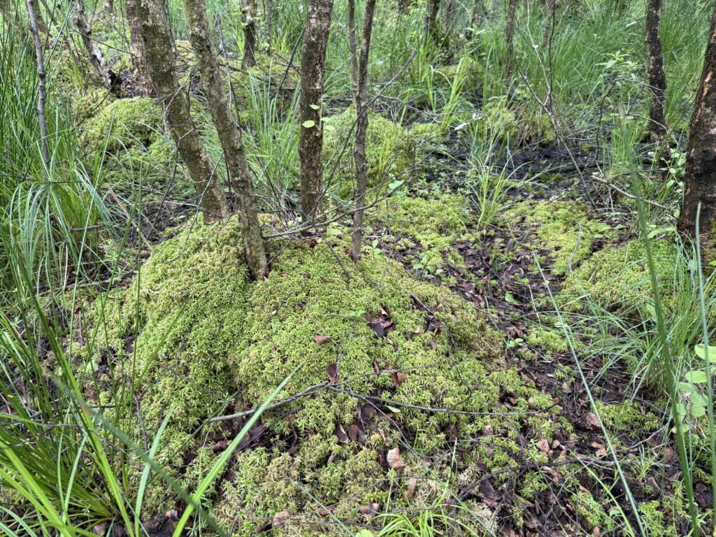 Bruchwald
