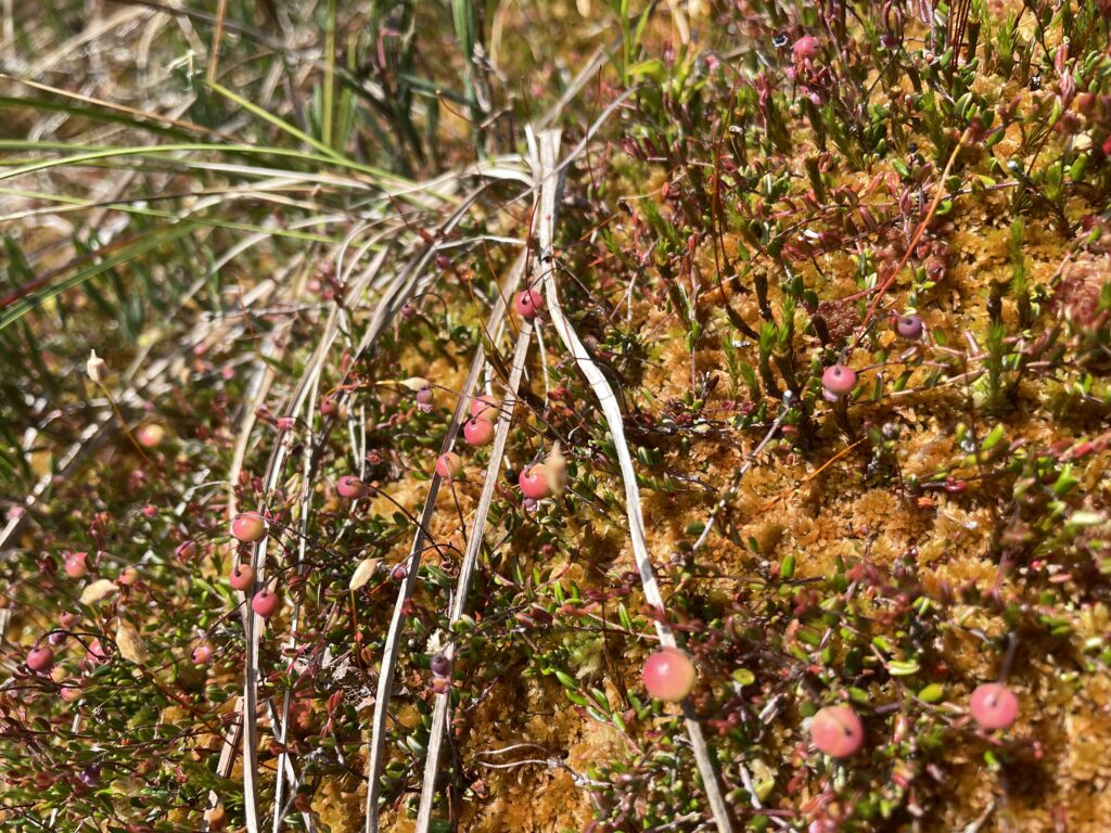 Bult Sphagnum fuscum