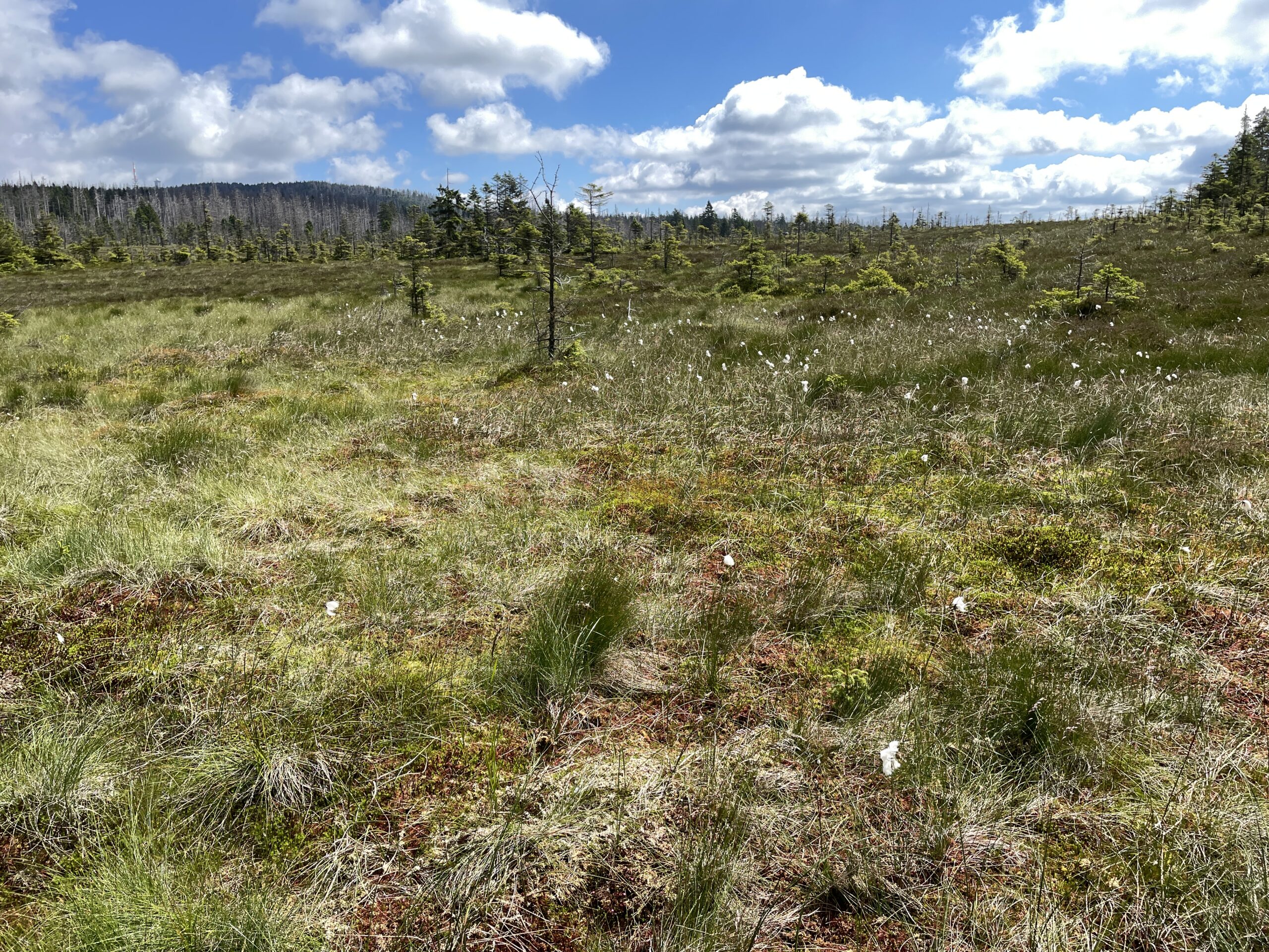 Hochmoor