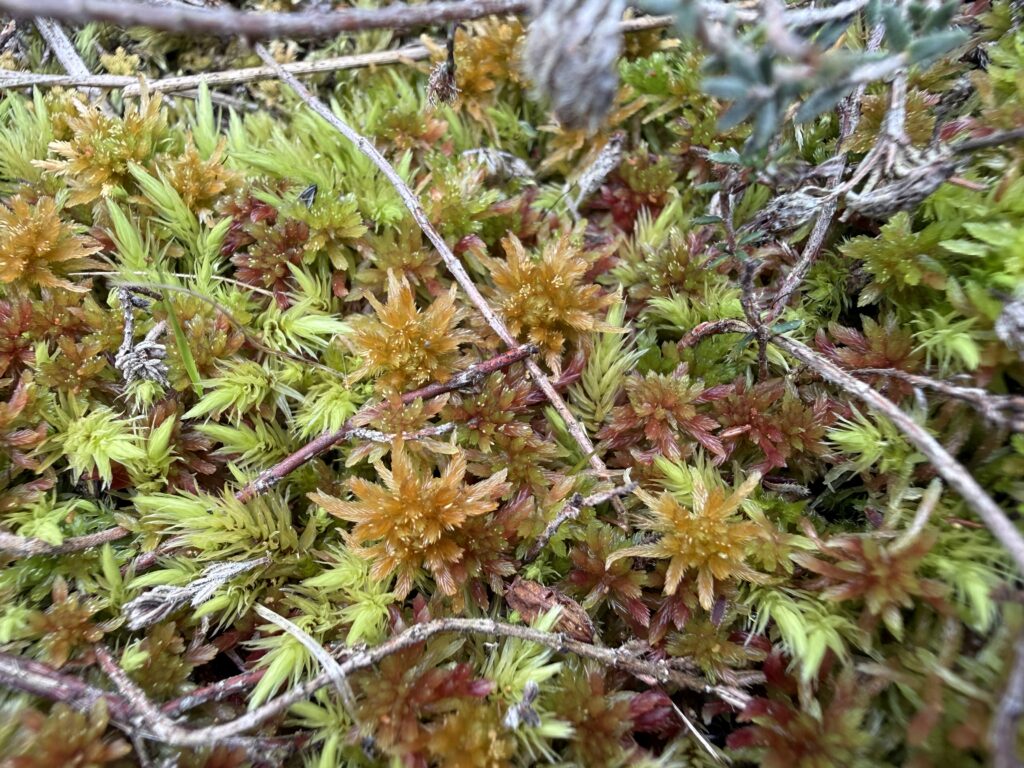Sphagnum angustifolium